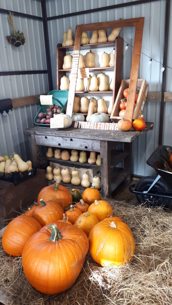 Pumpkins on display at Tumbledown.